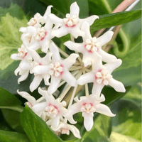 Close-up of white flowers with green leaves in the background on a Hoya AUSTRALIS plant by House of Agave.