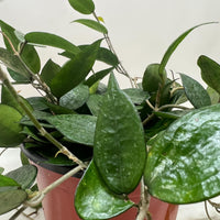 Green Hoya Black Margin potted plant with trailing vines from House of Agave.