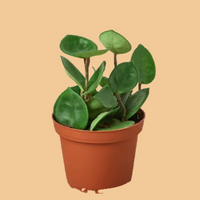 Potted Hoya Carnosa Chelsea plant with green leaves on a peach background.