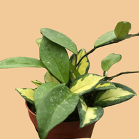 Hand holding a small potted HOYA Krimson Princess plant with trailing green and yellow leaves on a peach background.