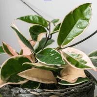 Potted HOYA plant with green and pink leaves on a neutral background resting in a basket from House of Agave.