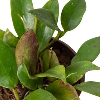 Potted Hoya sunrise plant with green leaves and a brown pot on a white background from House of Agave.