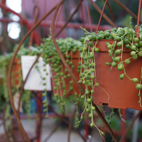Potted string of pearls succulent plants hanging from a rusty metal structure with a blurred background.