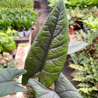 Close-up of a large green Alocasia leaf with a blurred garden background from House of Agave.