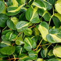 Philodendron Brasil