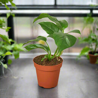 Potted Monstera Minima plant with green leaves in a terracotta pot on a blurred indoor background.