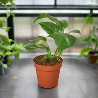Potted Monstera Minima plant with green leaves in a terracotta pot on a blurred indoor background.
