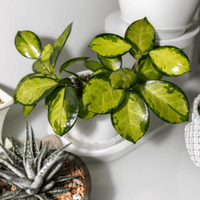 Variegated green and yellow Hoya Lisa plant on a light gray surface with other plants in the background.