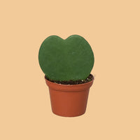 Heart-shaped green Hoya Kerii plant in a terracotta pot on a peach background from House of Agave.