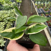 Hand holding a small potted Hoya Krimson Queen plant in a greenhouse setting from House of Agave.