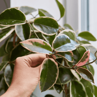 Hand holding a leaf of a Hoya Krimson Queen plant with a blurred background from House of Agave.