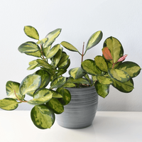 A variegated rubber plant in a gray ribbed pot, displayed on a white surface against a light gray wall.
