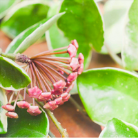 Close-up of a flowering plant with clusters of small pink blossoms and green variegated leaves.