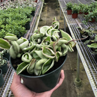 Person holding a variegated Hoya rope plant in a greenhouse setting with rows of plants.