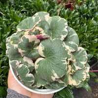 Variegated leaf plant held by a person with greenery in the background