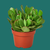 Potted Jade green succulent plant on a green background from House of Agave.