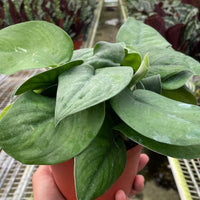 Hand holding a potted Jade Satin Pothos houseplant in a greenhouse setting