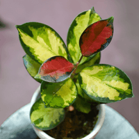 Hoya australis, Lisa