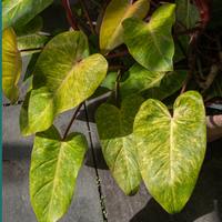 Philodendron Painted Lady