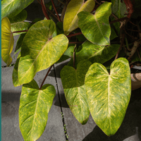 Philodendron Painted Lady