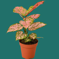 Potted Aglaonema Lady Valentine plant with pink and green leaves on a green background by House of Agave.
