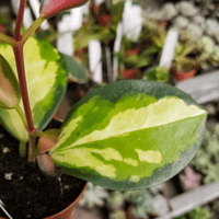 Hoya australis, Lisa