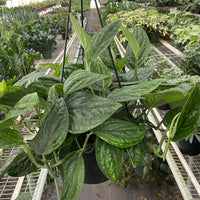 Hanging Monstera Peru plant in a greenhouse with other plants and structures in the background.