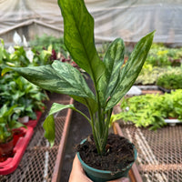 Potted Aglaonema Maria plant held by a hand with a greenhouse background from House of Agave.