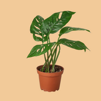 Potted MONSTERA ADANSONII houseplant with green leaves on a plain background from House of Agave.