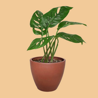 Potted Monstera adansonii plant with green leaves in a terracotta planter by House of Agave.