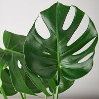 Close-up of a Monstera DELICIOSA plant leaf with a light gray background.