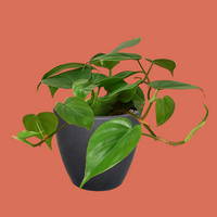 Potted MONSTERA DELICIOSA plant with green leaves in a black pot on a PLAIN background.