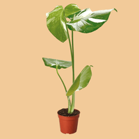 Potted Monstera Thai Constellation houseplant with green leaves on a peach background from House of Agave.
