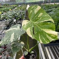 Hand holding a potted Monstera Thai Constellation plant with large green leaves in a greenhouse setting.