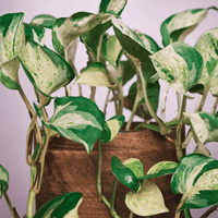 Beautiful Pothos Manjula in a terracotta pot from House of Agave.