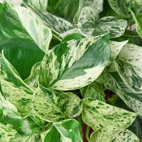 Close-up of a variegated green and white pothos Marble Queen plant from House of Agave.