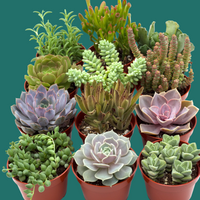 Collection of 12 potted succulents on a green background.