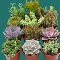 Collection of 12 potted succulents on a green background.