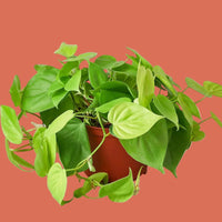 Potted green plant on a white background