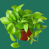 Potted Neon Pothos, bright green plant on a green background.