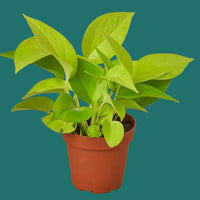 Potted Pothos neon plant on a green background from House of Agave.