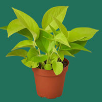 Potted neon green pothos plant on a green background from House of Agave.