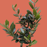 Close up of potted Olive Tree plant with green leaves