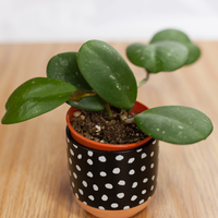 Hoya Obovata