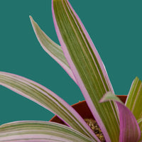 Potted Tradescantia Oyster plant with striped leaves on a green background from House of Agave.