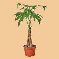 Potted Braided Money Tree plant with green leaves and a brown pot on a terracotta background from House of Agave.