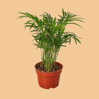 Potted Parlor Palm plant with green leaves in a red pot on a green background from House of Agave.