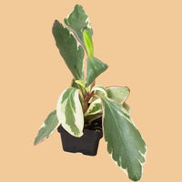 Potted Peperomia Ginny plant with green and white leaves on a PEACH background.