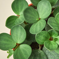 Close-up of a green succulent Peperomia Hope plant with a plain background.
