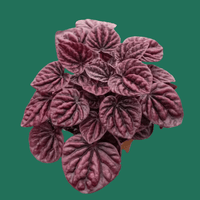 A potted Ripple Red Peeperomia plant with reddish-purple leaves on a green background by House of Agave.